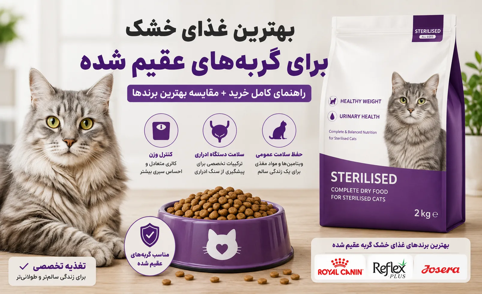 بهترین غذای خشک برای گربه‌های عقیم شده | راهنمای کامل خرید
