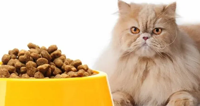 🐱 بهترین غذا برای گربه‌ها | مهم‌ترین نکات انتخاب + معرفی محصولات محبوب