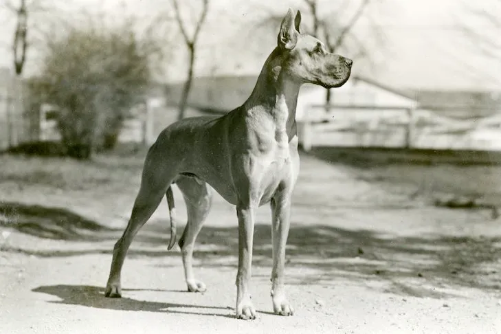 تاریخچه سگ‌ها و نژاد های مختلف انها