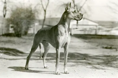 تاریخچه سگ‌ها و نژاد های مختلف انها