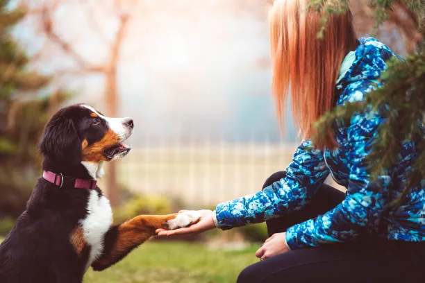 ۱۰ اشتباه رایج در تربیت توله‌سگ و راه‌حل‌های کاربردی آن